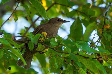 A starling or young starling with brown, immature plumage, perched on a branch. Blurred background. (scientific name: Sturnus Vulgaris).