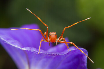 Closeup Jumping spider