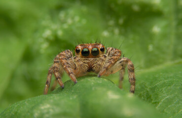 The spider macro jumps on the green leaf