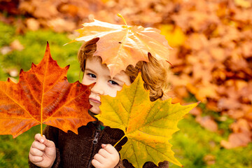 Cute child boy with yellow maple leaves laughs on park in autumn.