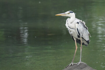 gray heron in pond