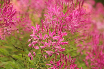 Pink Flowers
