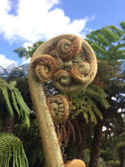 New Zealand Ponga Tree