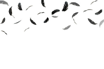 Group of black feathers bird floating in the air. feather abstract isolate on white background.