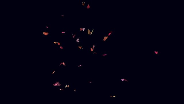 Colorful butterflies flying around randomly on black background visual effects 3D animation. Use "blend mode" set to "screen" to apply the effect upon any video you like.
