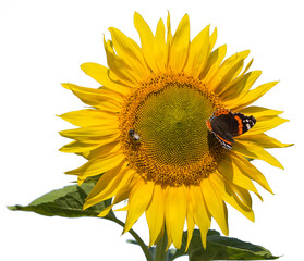 Close-up yellow sunflower flower and butterfly on white background