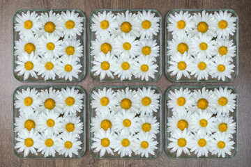 Composition of white chamomile flowers in water in a square glass cup on a wood background