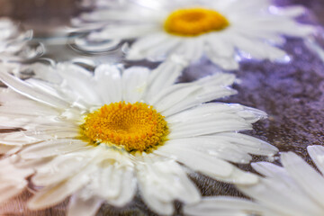White chamomile flowers on the water surface