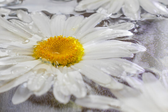 White chamomile flowers on the water surface
