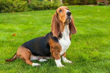 Basset Hound Sitting on the Grass