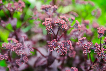 Blooming sedum in the garden. Shallow depth of field.