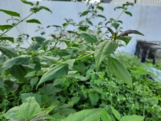 The beautiful flowers outdoor in the home garden