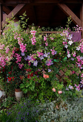Fototapeta na wymiar Roses and clematis on the pergola covering the terrace of a country house
