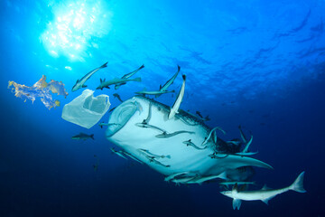Fototapeta premium Plastic pollutes the ocean. Whale Shark may eat plastic bags, straws and cups which pollute the sea. Environmental conservation problem. Water pollution due to lack of recycling