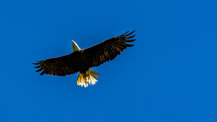Bald eagle gliding against the blue sky and white wispy clouds.