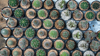 Beauty cactus in the pot