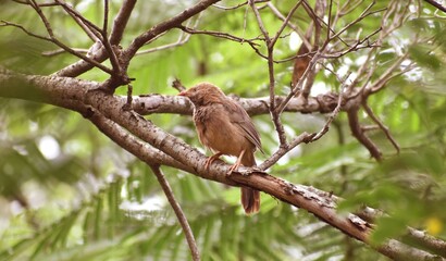 Jungle babbler