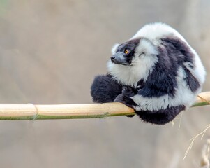 Colobus Curled