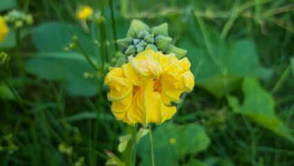 Wax gourd Flower. Yellow Flower with Green Background.