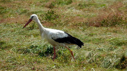 white stork in the grass