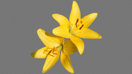 yellow lilies after rain  on a gray fabric