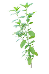 Green holy basil on an isolated background consisting of (leaves, branches, stems) used as a background image.