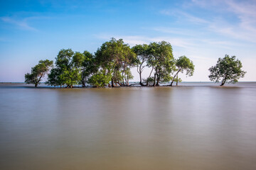 mangrove group at daylight view tuban beach