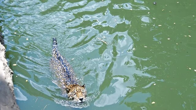 4k video of A jaguar playing and swimming in pond