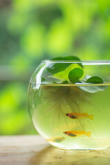 金魚鉢とメダカ