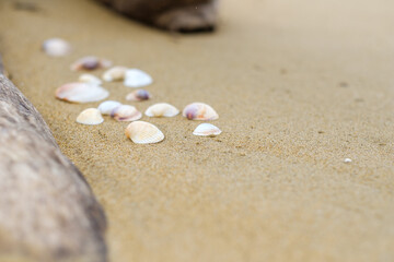 Fototapeta na wymiar 砂浜の流木と貝殻