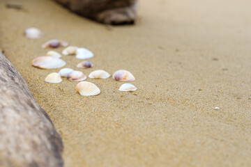 Fototapeta na wymiar 砂浜の流木と貝殻