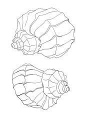 Set black marker line art hand-drawn sea shell isolated on white background. Creative nature realistic object for card, wallpaper, textile, wrapping, florist