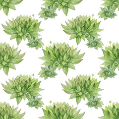 Seamless pattern watercolor hand-drawn green succulent echeveria home plant. Art creative nature background for card, sticker, wallpaper, textile or wrapping