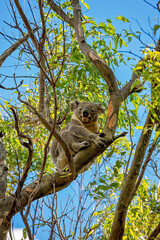 Fototapeta na wymiar An Australian Koala Sitting In A Gum Tree