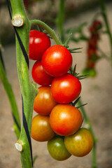 Greenhouse full of clusters of red and green tomatoes