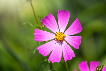 Beautiful purple Cosmos flower on green blured background. Cosmos bipinnatus, commonly called the garden cosmos or Mexican aster.