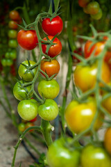 Greenhouse full of clusters of red and green tomatoes