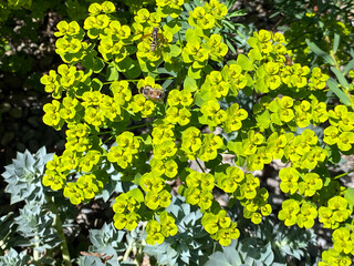 Mediterranean spurge (Euphorbia characias), Albanian spurge or Die Palisaden-Wolfsmilch, Mainau -...