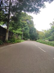 country road in the woods