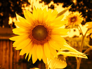 some sunflowers sunset
