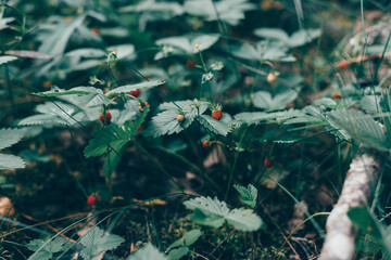 Wild strawberry bushes with berries. Cold shade