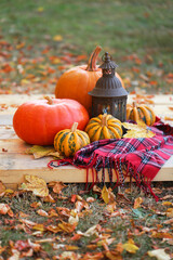 Thanksgiving Day. Autumn pumpkin  harvest.Set of pumpkins, checkered scarf,  old lantern on a wooden table on a  autumn garden background.Autumn pumpkin abundance. Fall cozy mood