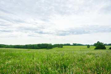 Green summer field. Summer landscape.