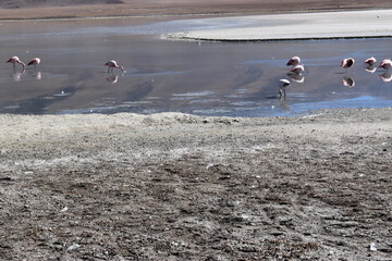 Fototapeta premium FLAMENCOS