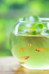 金魚鉢とメダカ