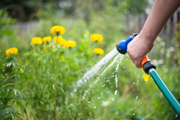 Gardener is watering a garden bed by a water sprinkler close up.