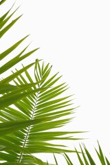 Palm leaves isolated on white background with copy space.