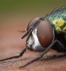 Fliegenaugen in der Nahaufnahme