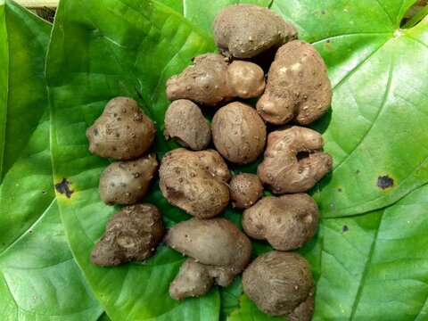 Dioscorea esculenta on the green leaves. Indonesian (Javanese) call it katak gandul or katak gandol.