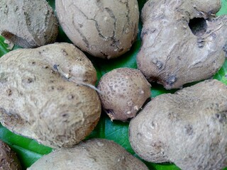 Dioscorea esculenta on the green leaves. Indonesian (Javanese) call it katak gandul or katak gandol.